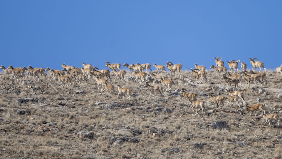 Konya'da görüldü! Hayvancılık için 'altın madeni'