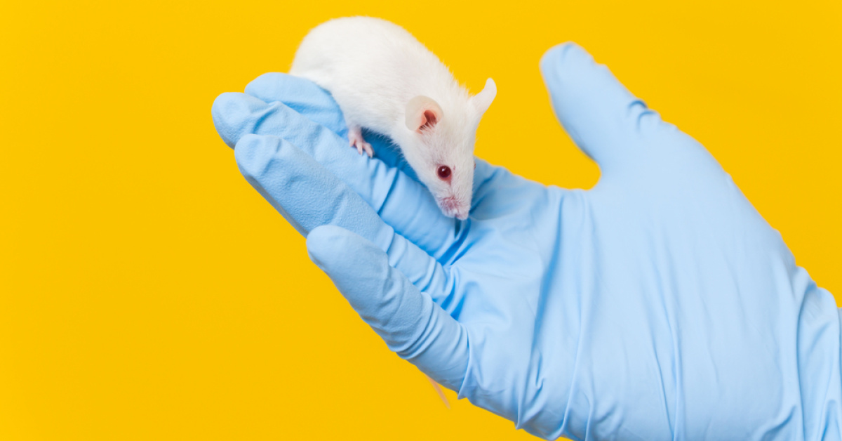 Farelerde pankreas kanserinin tedavi edilmesi umut verici