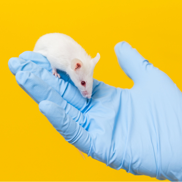 Farelerde pankreas kanserinin tedavi edilmesi umut verici