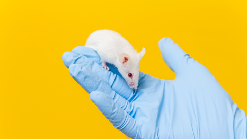 Farelerde pankreas kanserinin tedavi edilmesi umut verici