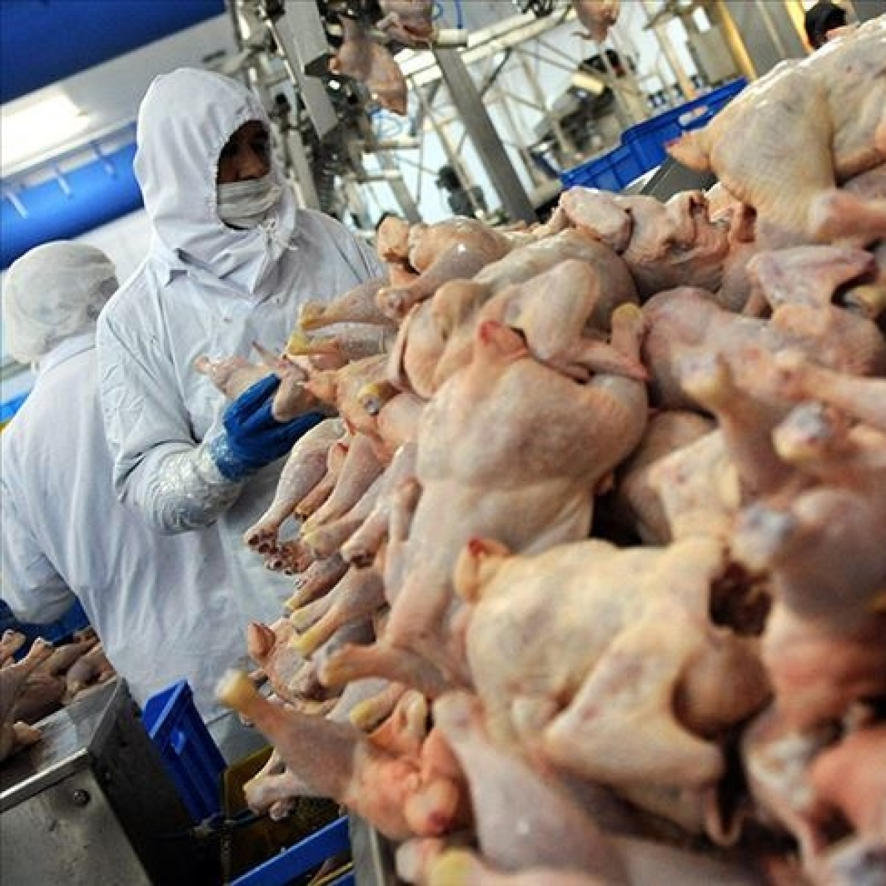 Tavuk ihracatı yarından itibaren durdurulacak