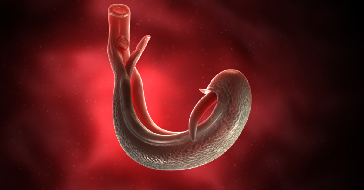 DSÖ cinsel organlara yerleşen parazite karşı uyardı