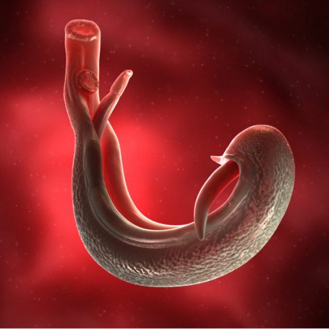 DSÖ cinsel organlara yerleşen parazite karşı uyardı