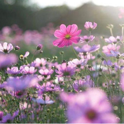 Cemre düşme tarihleri 2026