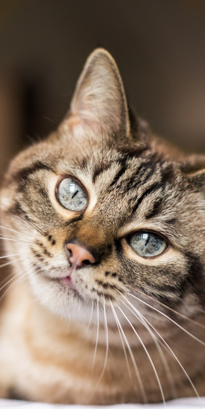 Kedi bıyıklarının bilinmeyen görevleri!