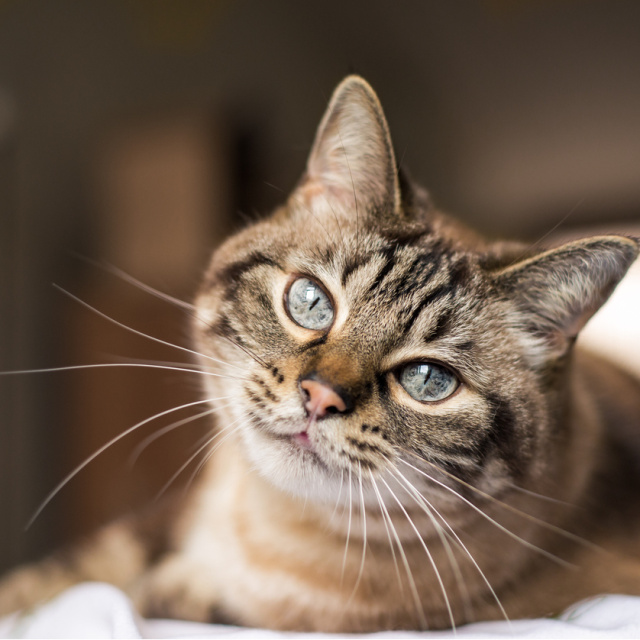 Kedi bıyıklarının bilinmeyen görevleri!