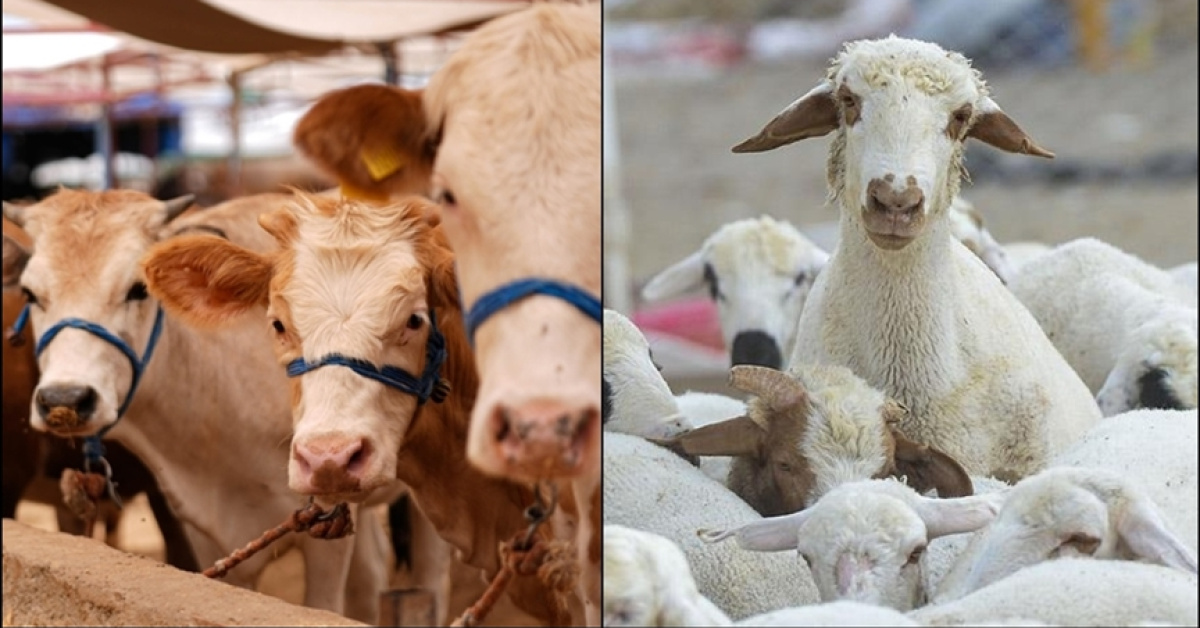 2025 Hayvansal Üretim İstatistikleri - Büyükbaş, Küçükbaş Hayvan Sayıları