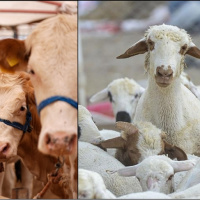 2025'te büyükbaş hayvan sayısı yüzde 4,3 arttı