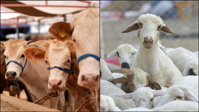 2025'te büyükbaş hayvan sayısı yüzde 4,3 arttı