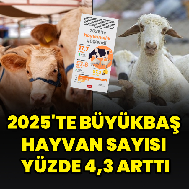 2025'te büyükbaş hayvan sayısı yüzde 4,3 arttı