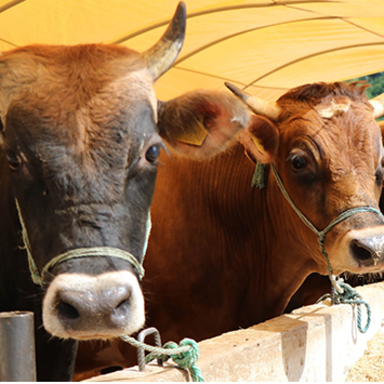 2026 Kurban Bayramı tarihi