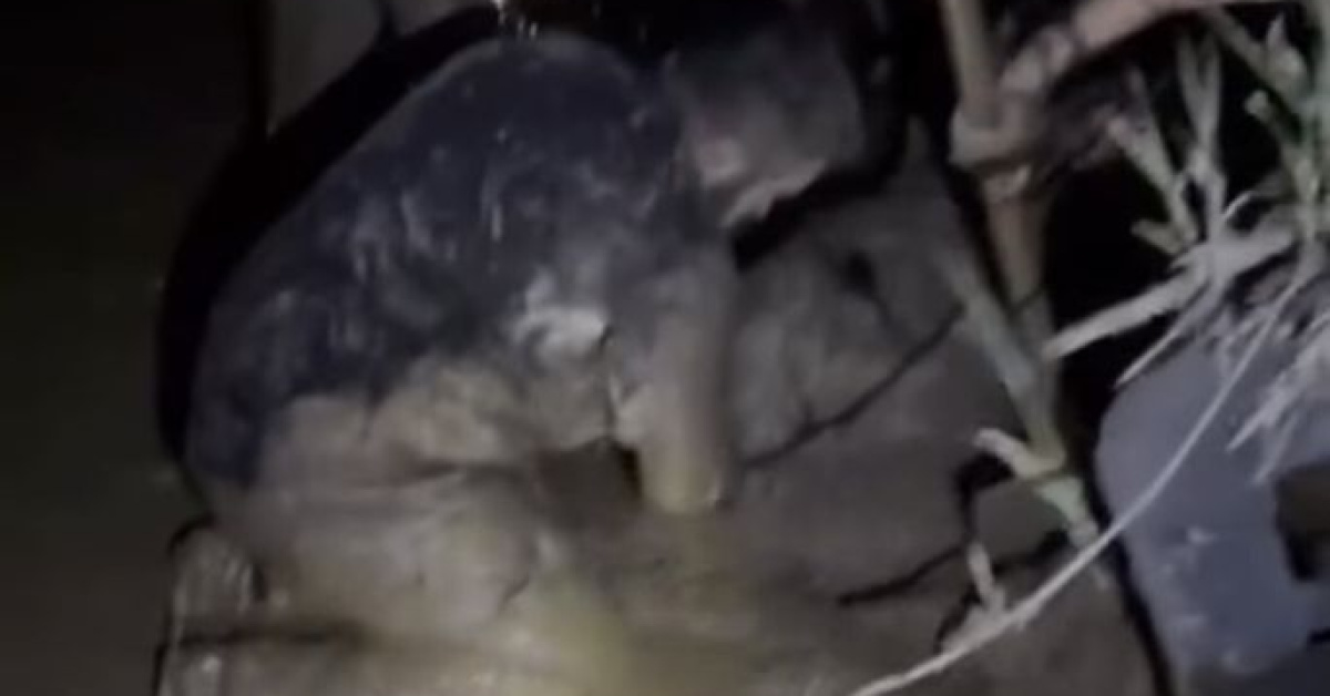 Muğla'daki Koyun Çamura Sapışı: İtfaiye Etkinlikleri