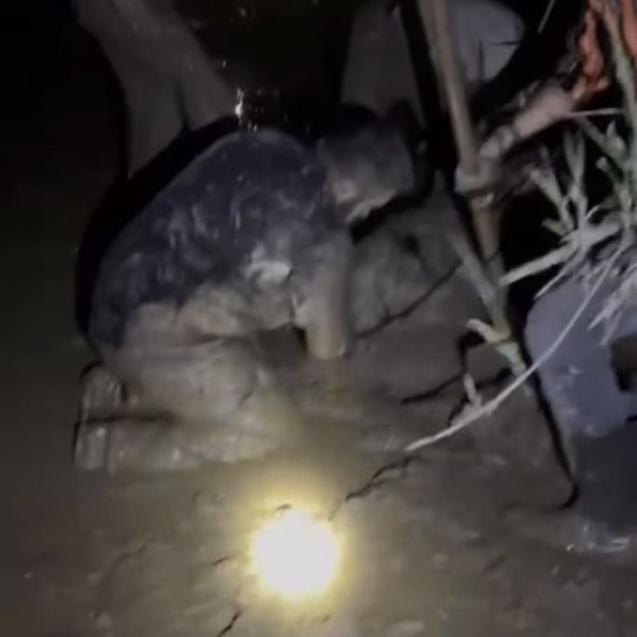 Çamura saplanan 30 koyun kurtarıldı, 2 koyun öldü