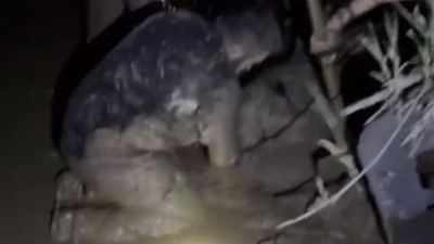 Çamura saplanan 30 koyun kurtarıldı, 2 koyun öldü