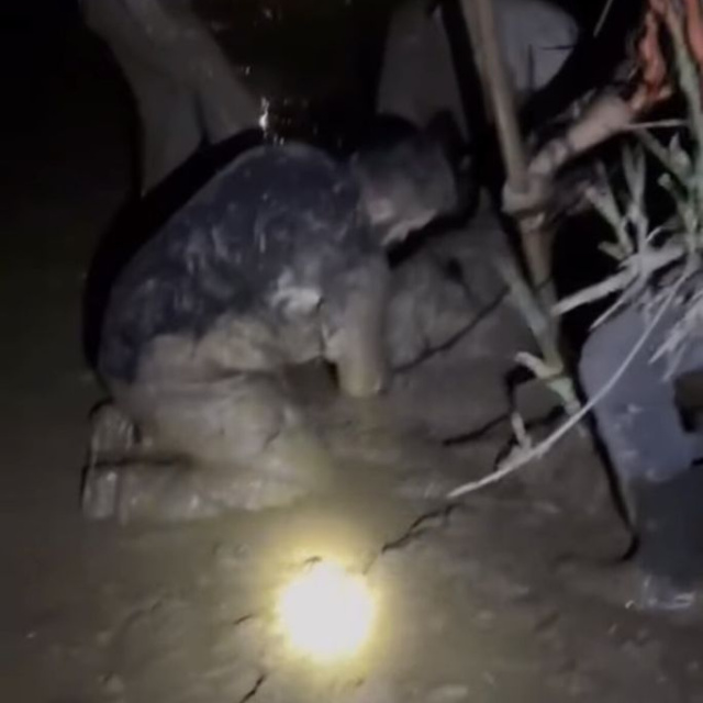 Çamura saplanan 30 koyun kurtarıldı, 2 koyun öldü