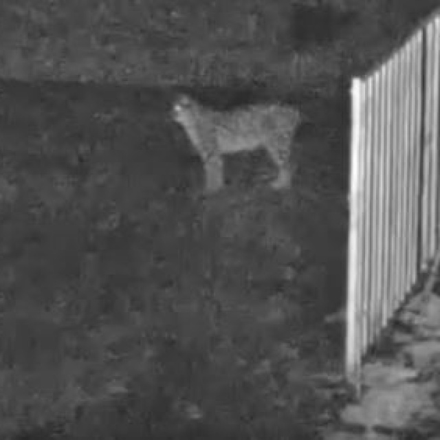 Çorum'da 'Avrasya vaşağı' görüntülendi