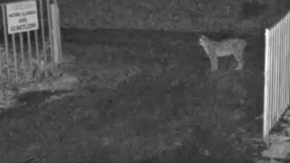 Çorum'da 'Avrasya vaşağı' görüntülendi