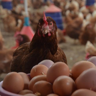 Tavuk eti ve yumurta üretimi arttı