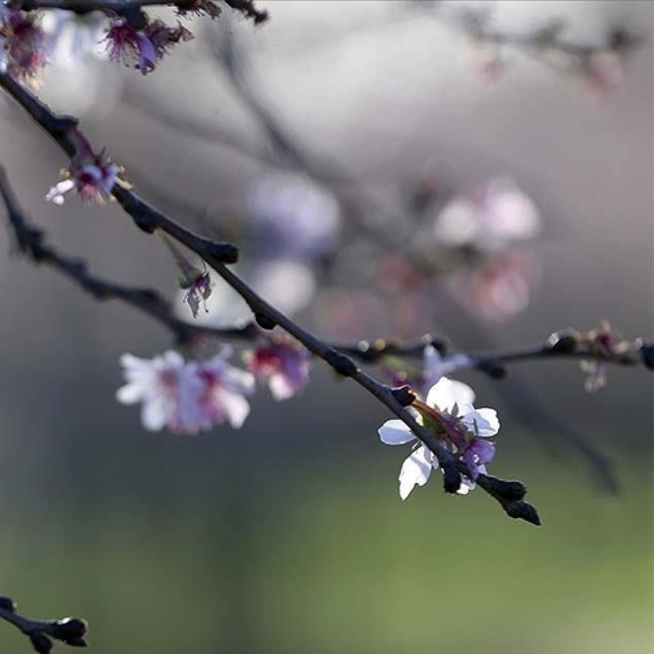 2026 Cemre düşme tarihleri