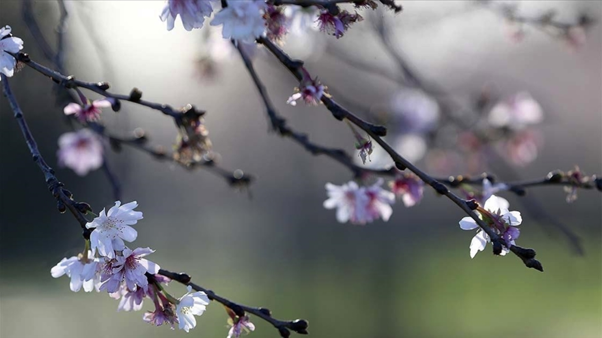 Cemre düşme takvimi: 2026 ilk Cemre ne zaman düşecek? Cemre havaya, suya ve toprağa düşme tarihleri