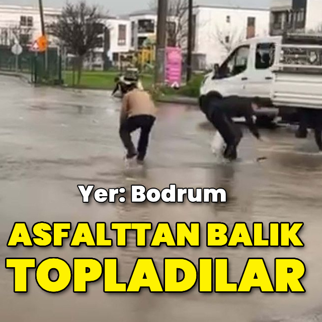 Asfalttan balık topladılar