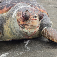 Nesli tehlikedeki kaplumbağa sahile vurdu