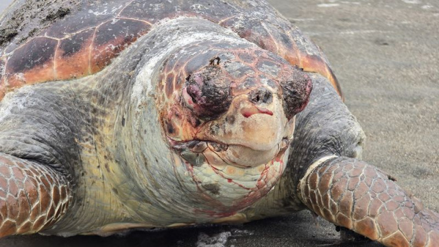 Nesli tehlikedeki kaplumbağa sahile vurdu
