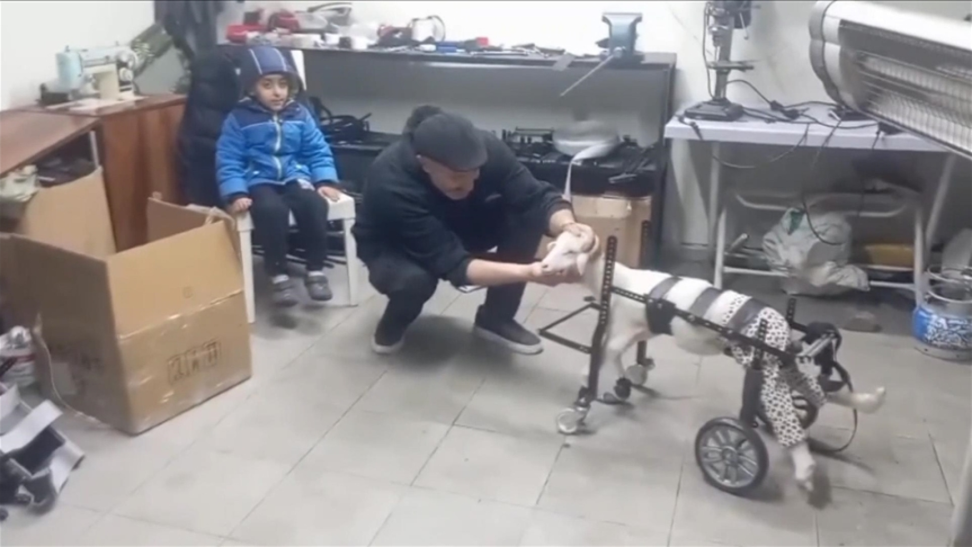 Doğuştan engelli kuzu 'Pamuk', hayvanseverin tasarladığı yürüteçle ayağa kalktı