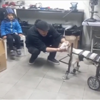 Hayvanseverin tasarladığı yürüteçle ayağa kalktı