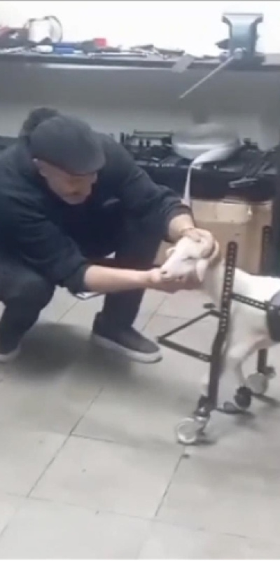 Hayvanseverin tasarladığı yürüteçle ayağa kalktı