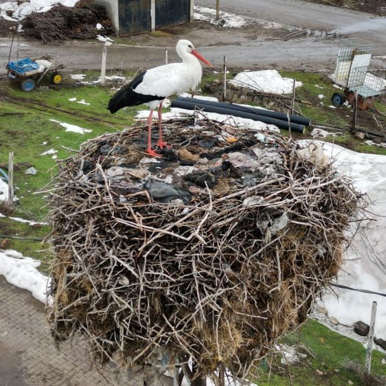 Soğuğa rağmen göç etmeyi bıraktı!
