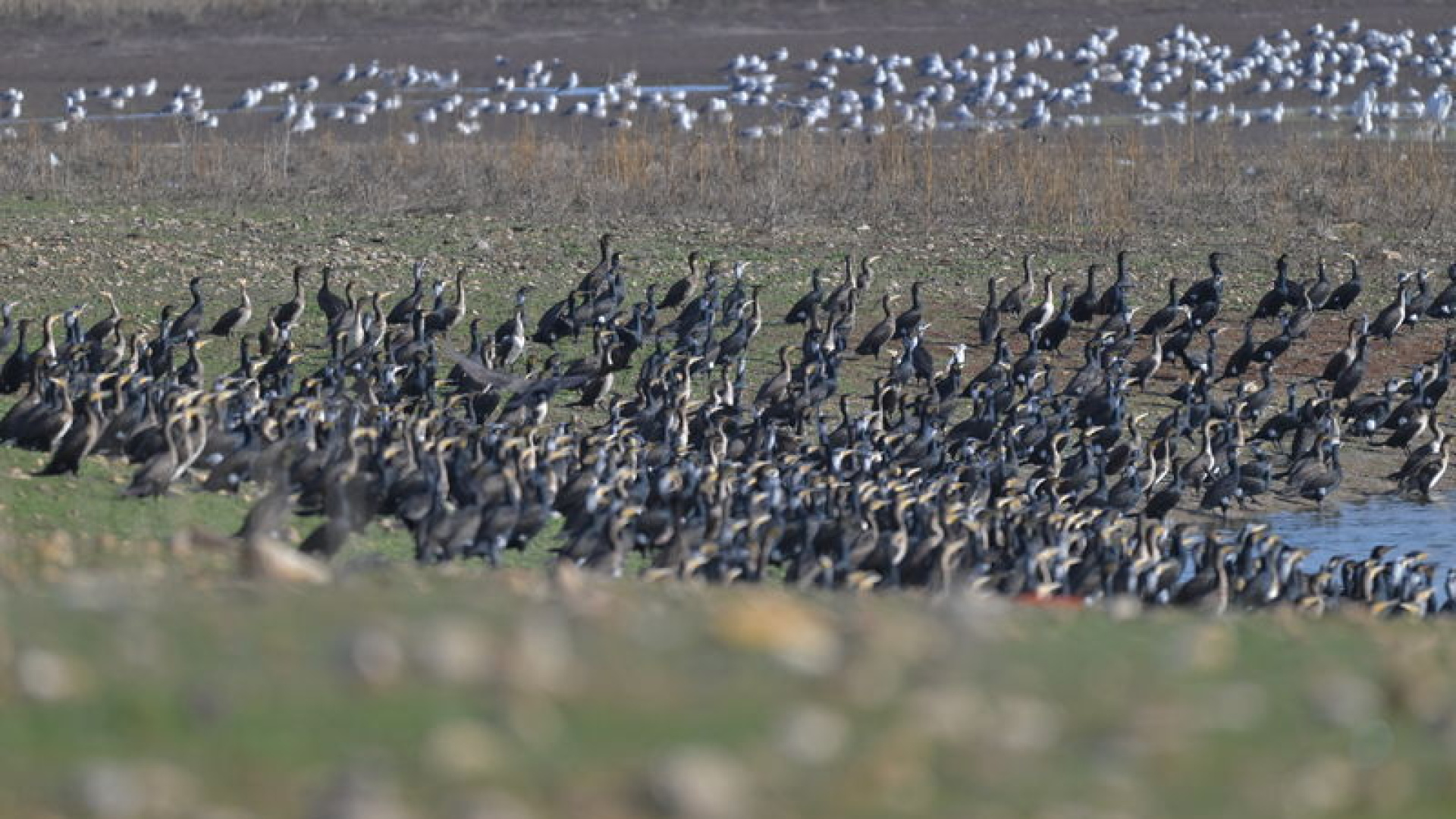 Kabaklı Göleti'nde binlerce kuş, bir arada beslenirken görüntülendi