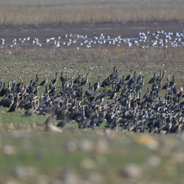 Bu kadar yoğun halde ilk kez görüntülendi!