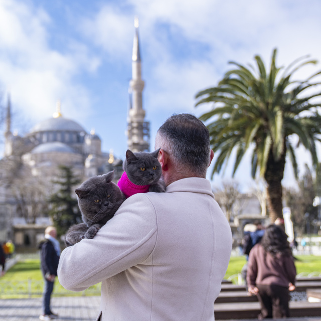 'Seyyah kedi'nin İstanbul turuna yavrusu da katıldı