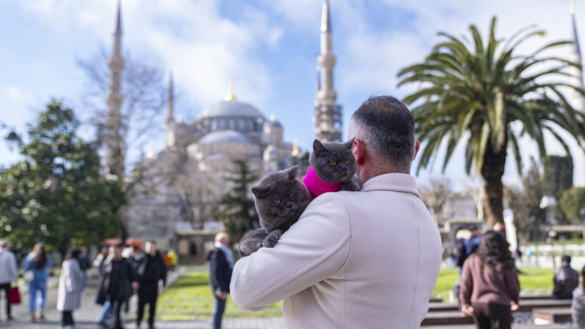 İstanbul'un Seyyah Kedisi Reis'in Omuz Macerasına Artık Yavrusu Pera da Katıldı