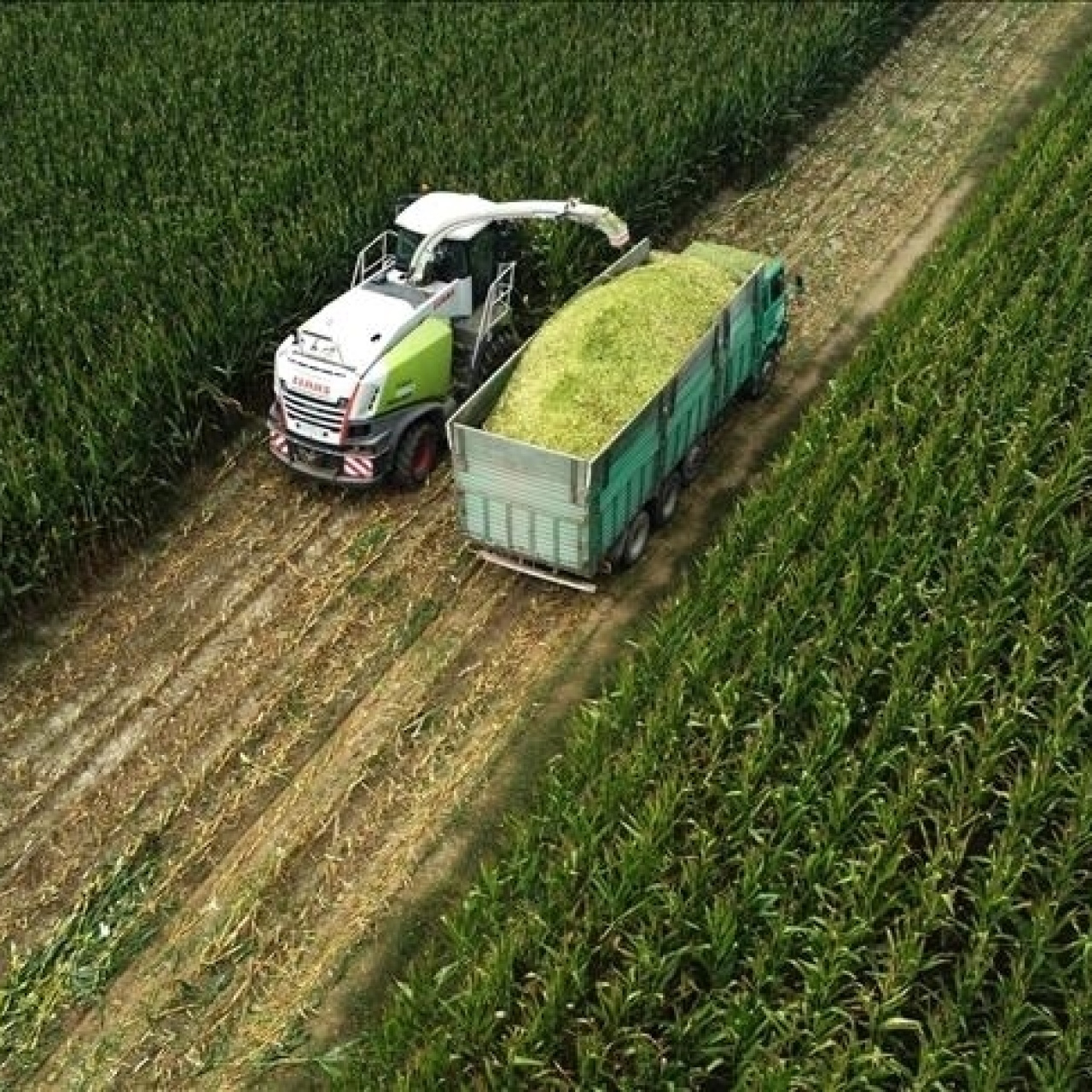 Tarım ÜFE ocakta aylık bazda yüzde 8,46 arttı