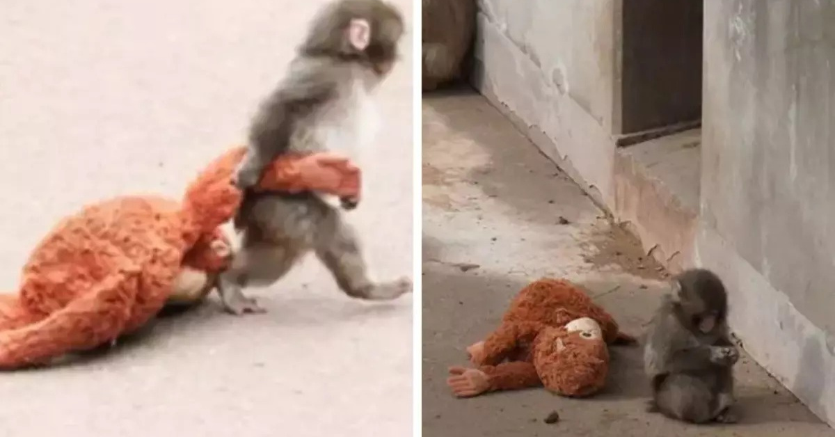 "Punch"ın bakıcısı konuştu