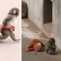 "Punch"ın bakıcısı konuştu