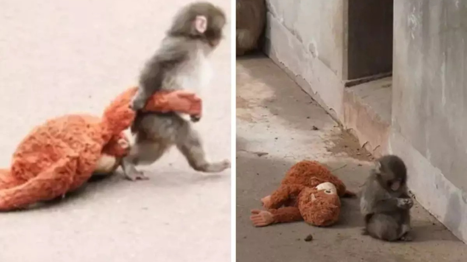 "Punch"ın bakıcısı konuştu