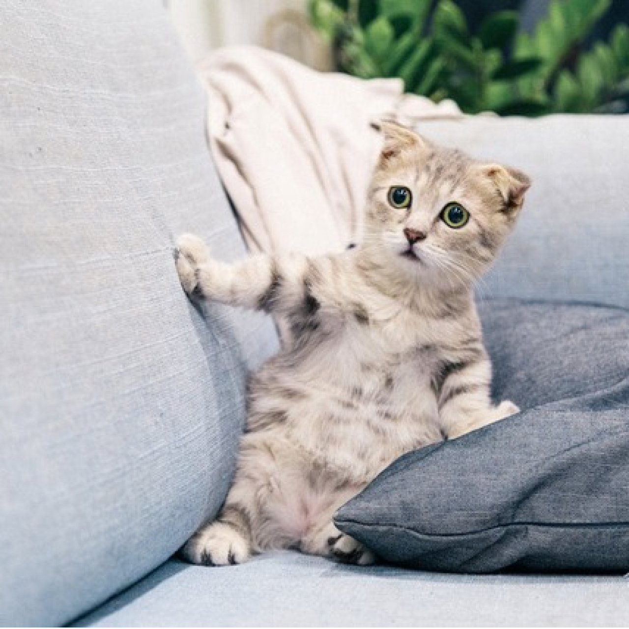 17 Şubat Dünya Kediler Günü