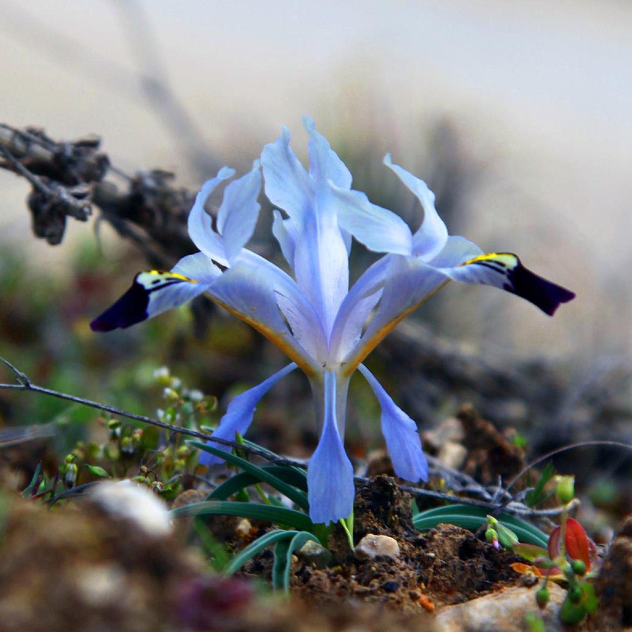İlk Cemre ne zaman düşecek?