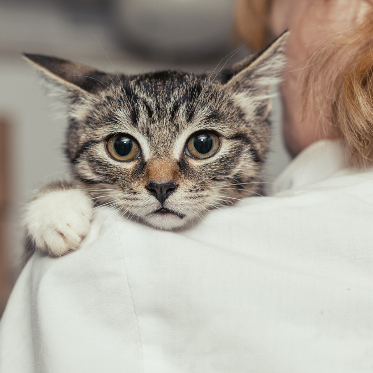 Dünya Kediler Günü’nde kedilere dair şaşırtıcı bilgiler