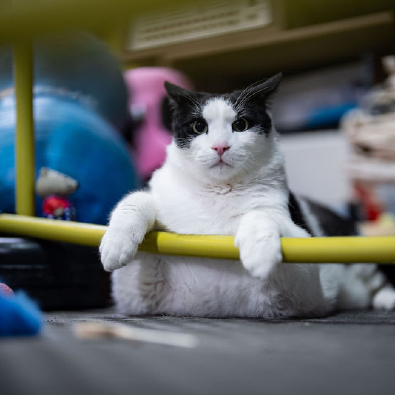 12 kiloyu gördü! Diyet ve pilatesle zayıflıyor