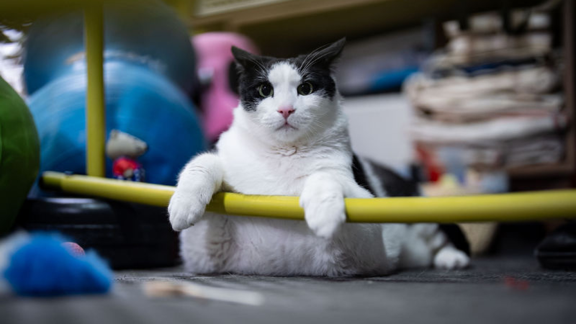 12 Kiloya Ulaşan Kedi Boncuk, Diyet ve Pilatesle Sağlığına Kavuşuyor