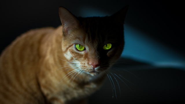 Kedilerin gözleri karanlıkta neden parlar?