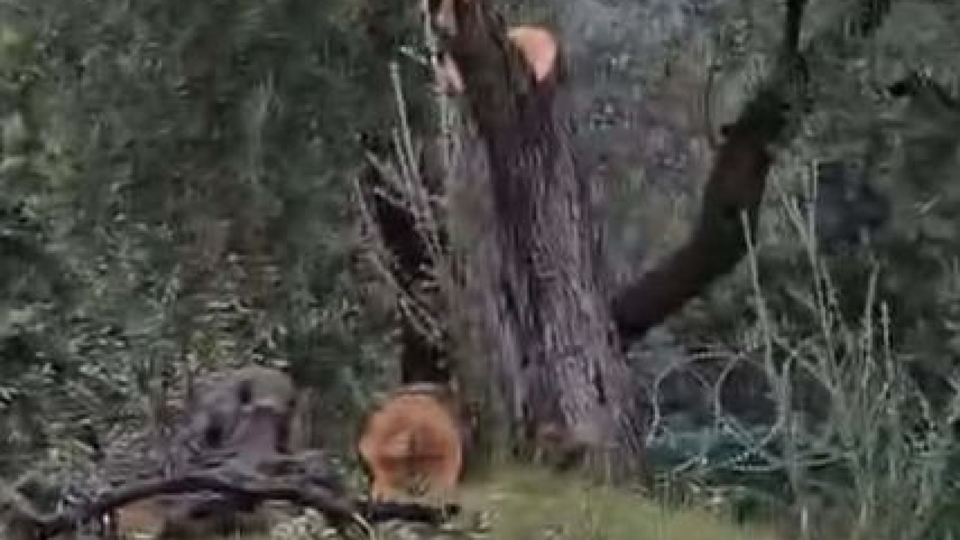 Zeytin ağaçlarını kesen Kılbey’e para cezası