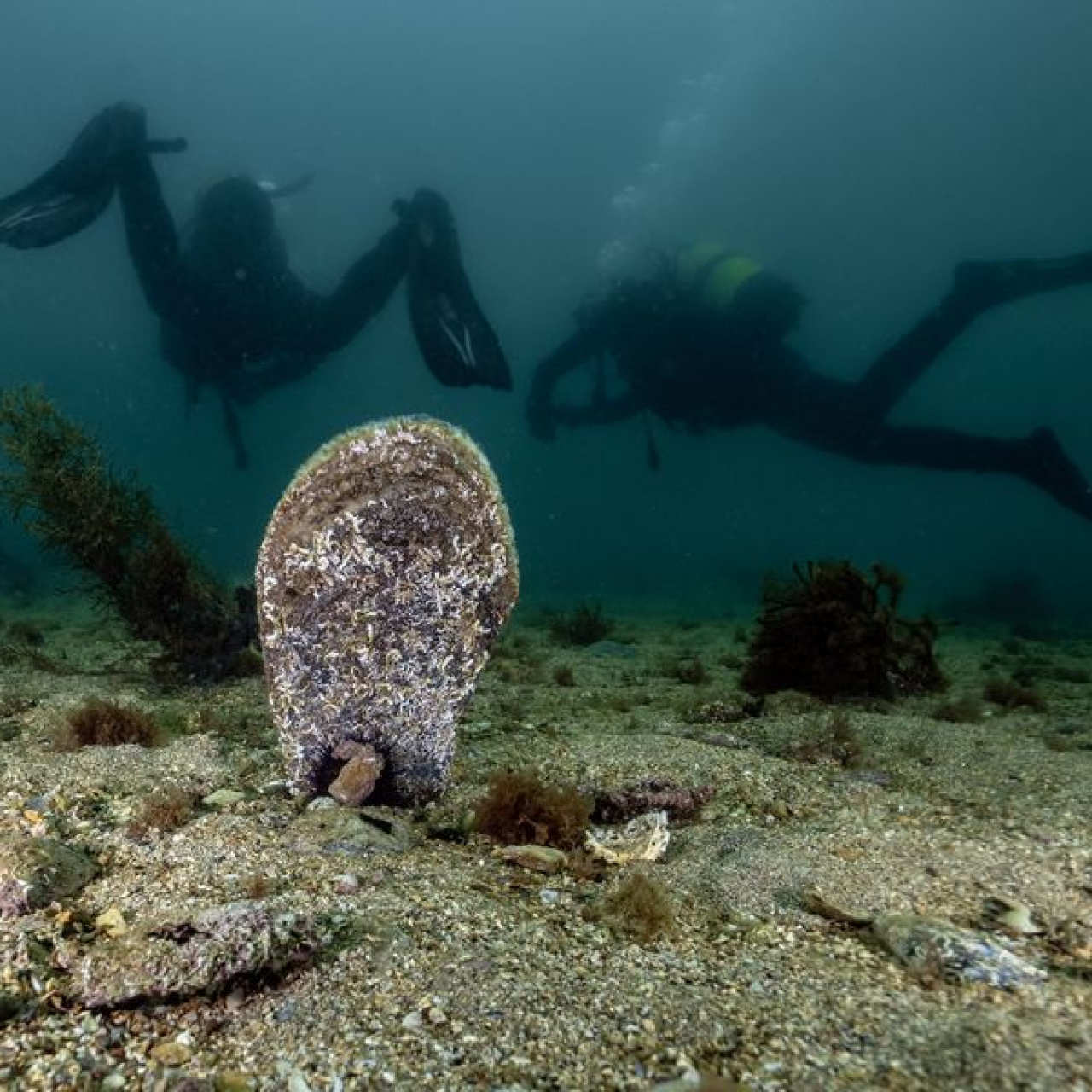 Marmara'da kirliliğe direniş!