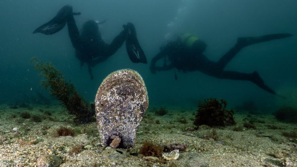 Marmara'da kirliliğe direniş!