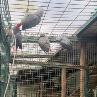 Havalimanında bagajdan çıktı tam 20 tane!