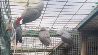 Havalimanında bagajdan çıktı tam 20 tane!